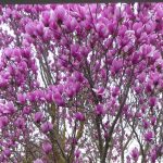 Flowering Tree: Tulip Tree – Anne Of Green Gardens