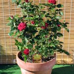 Flowerpot – Wikipedia