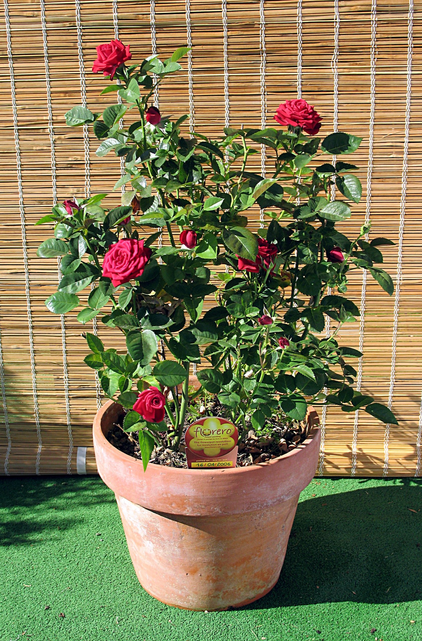 Flowerpot – Wikipedia