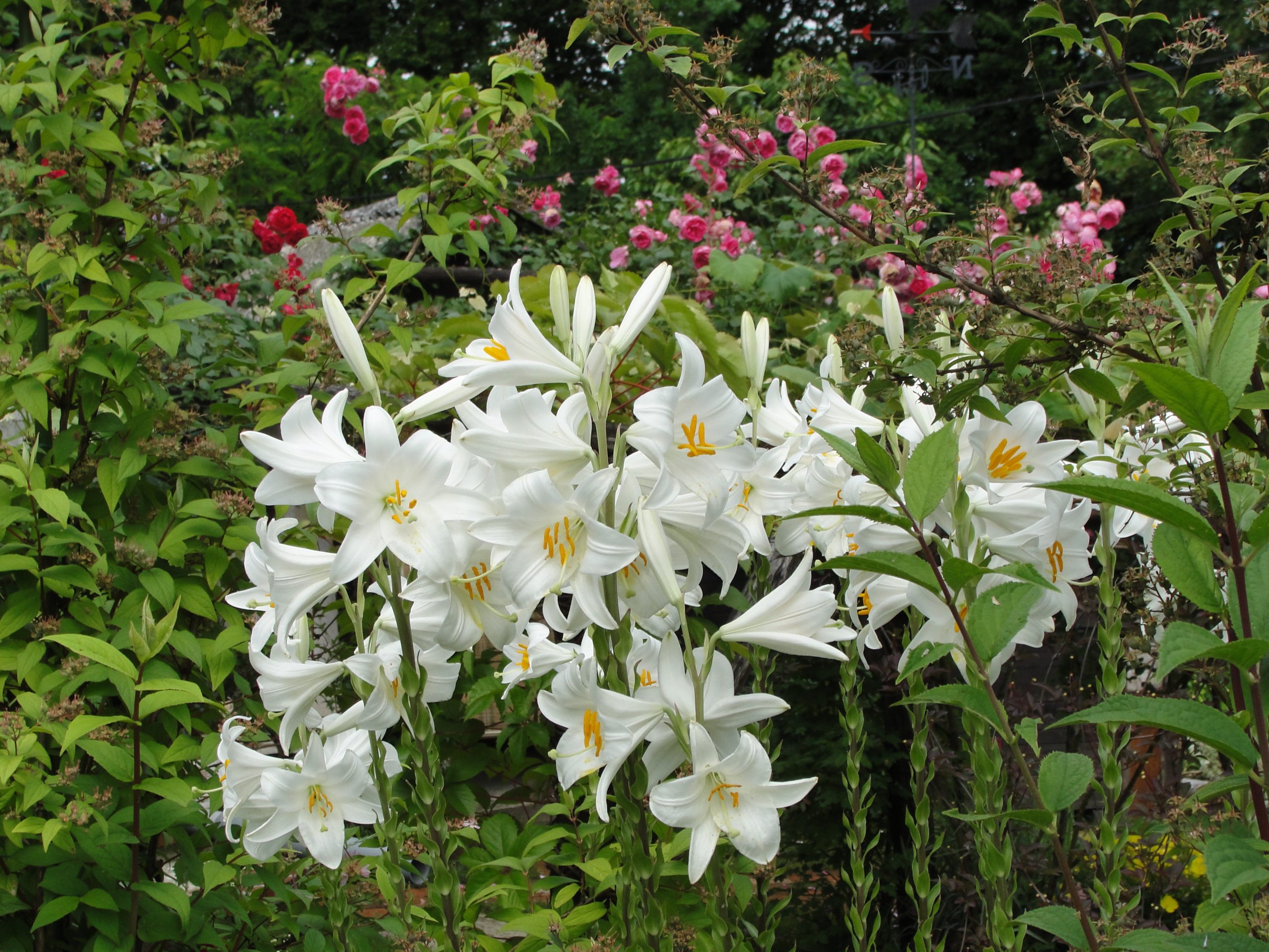Free Images : Lilium Candidum, Madonna Lily, Flower, Flowering