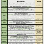Free Printable Companion Planting Guide | Companion Planting Guide