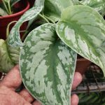 Garden Chronicles : Satin Pothos – Scindapsus Pictus 'Exotica'