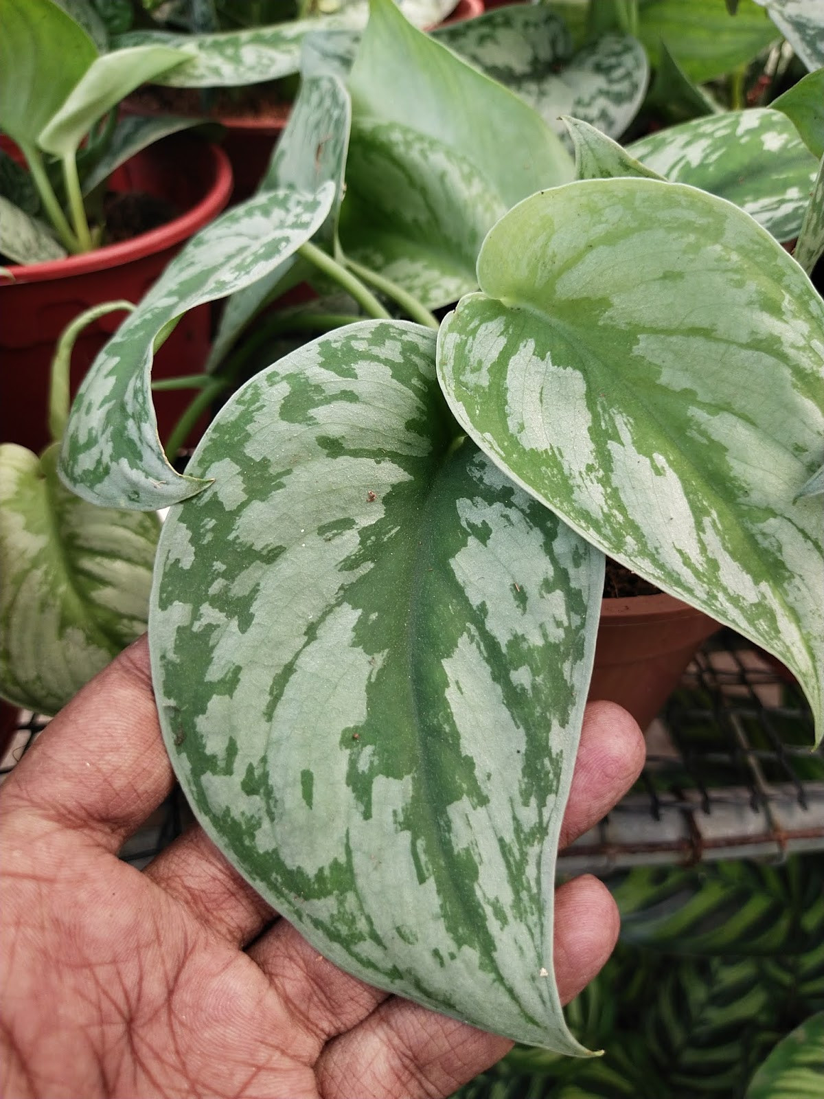 Garden Chronicles : Satin Pothos - Scindapsus Pictus 'Exotica'