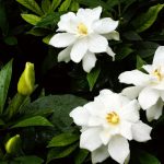 Gardenia | Description & Species | Britannica