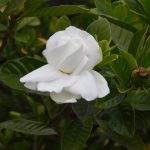 Gardenia Jasminoides - Wikipedia