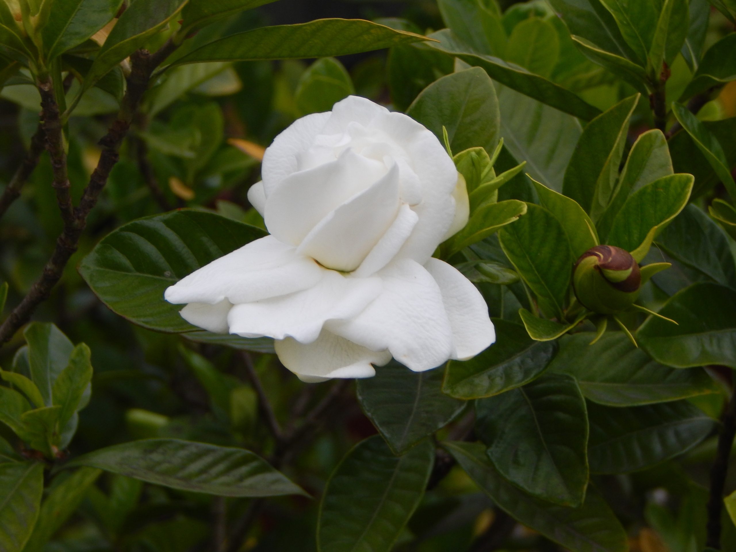 Gardenia Jasminoides - Wikipedia