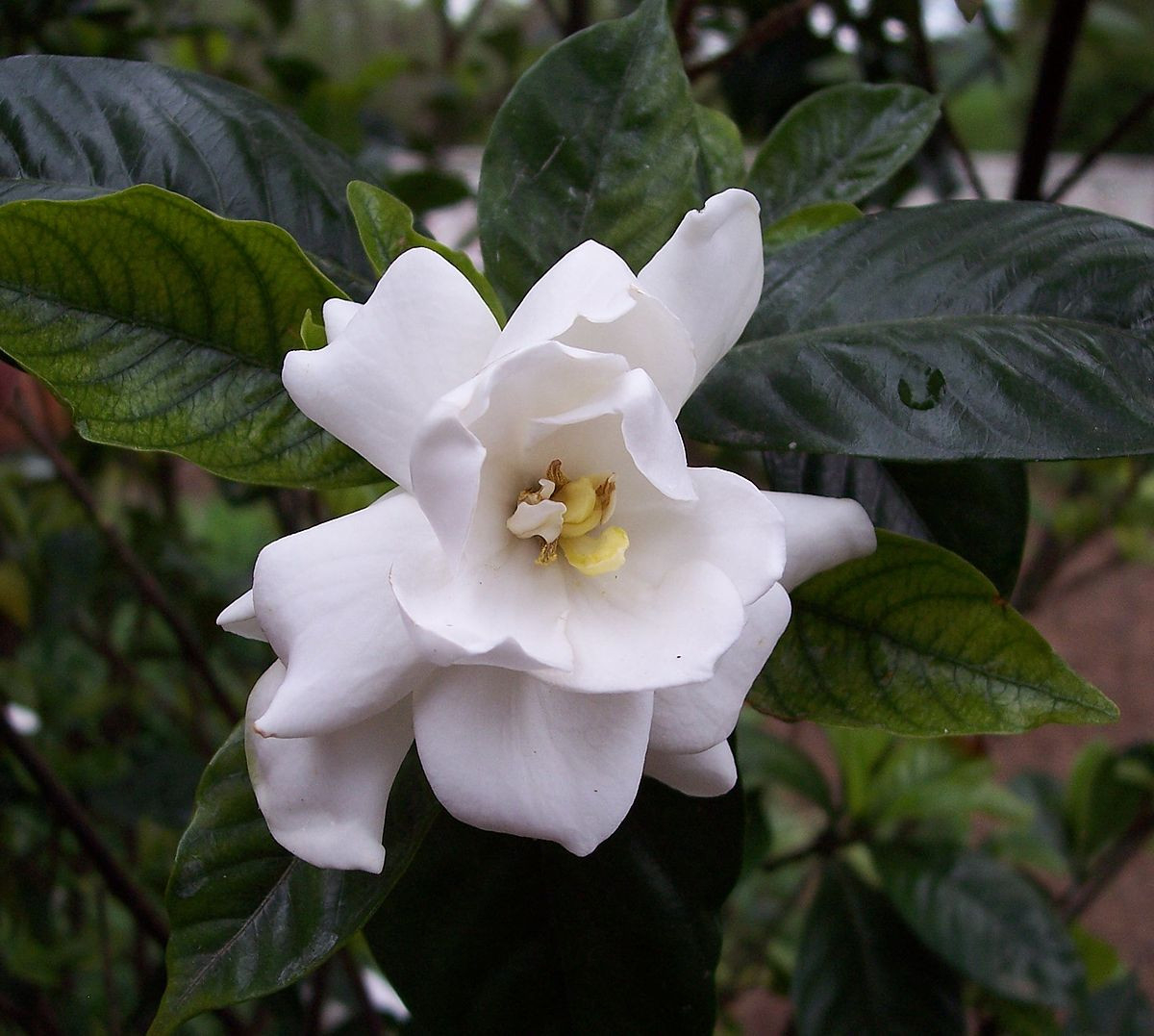 Gardenia – Wikipedia