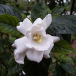 Gardenia - Wikipedia