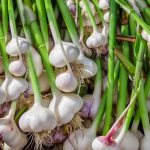 Garlic: How To Plant, Grow, And Care For Garlic