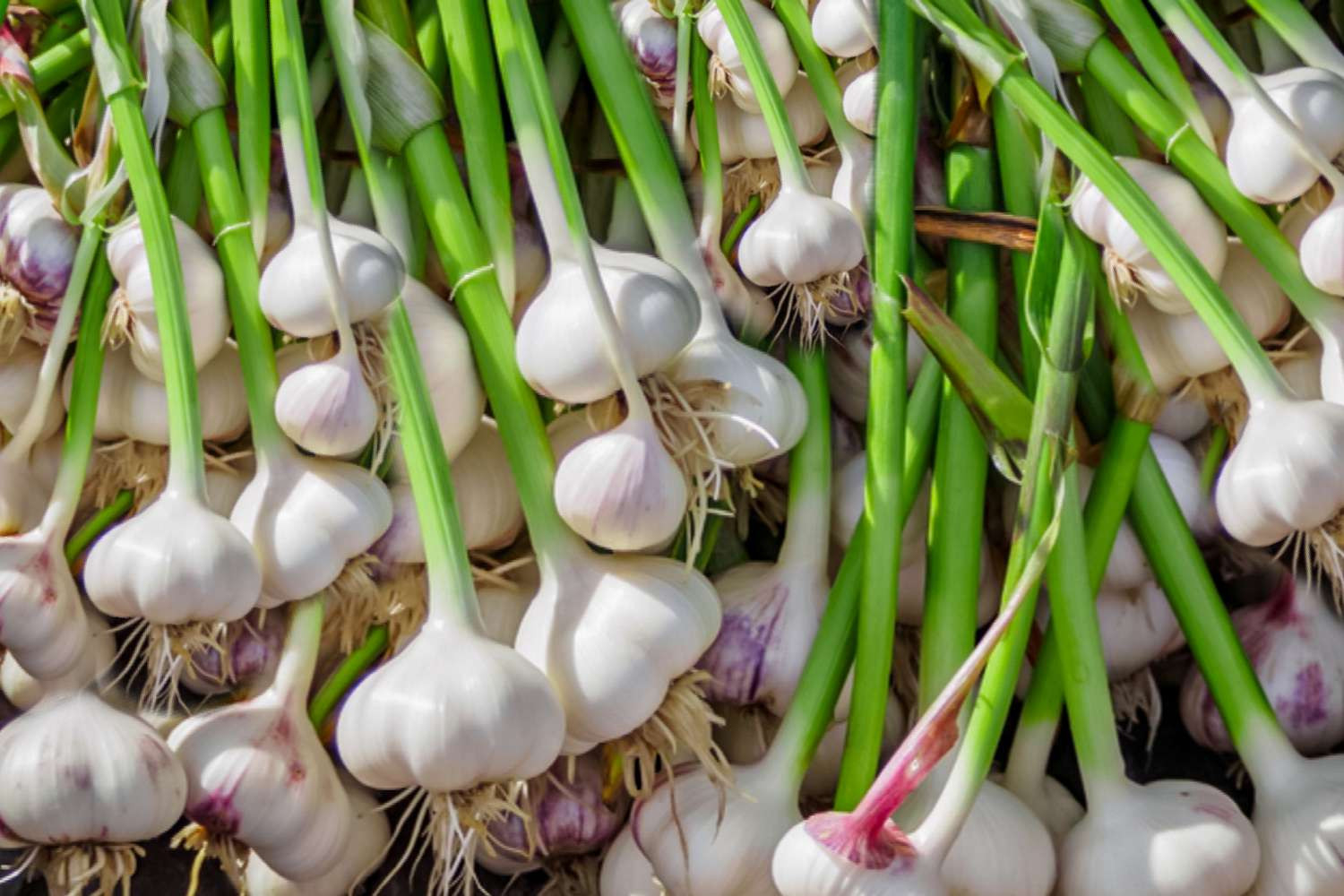 Garlic: How To Plant, Grow, And Care For Garlic