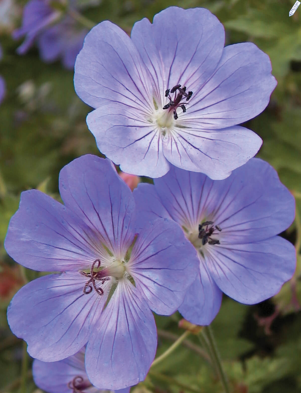 Geranium Rozanne®: Attributes, Watering & Care Instructions