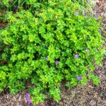 Geranium Rozanne – Planting And Tips On Caring For It