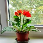Gerbera Care Indoors - How To Grow Gerbera Daisy Plants Inside