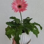 Gerbera Daisy Pink Flower
