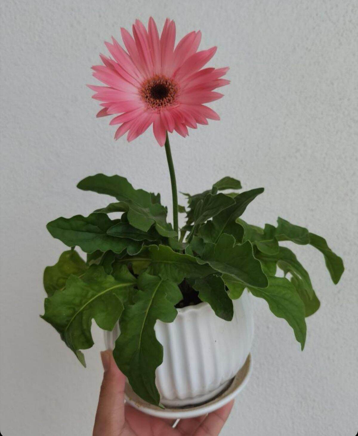 Gerbera Daisy Pink Flower