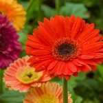 Gerbera Daisy Planting Guide: Growing Gerbera Daisy Flowers