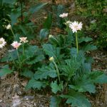 Gerbera Daisy Planting Guide | Hgtv