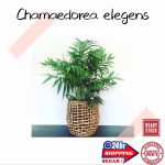 [Gg Real Plant] Chamaedorea Elegans ^ Parlour Mini Bamboo Palm Pokok Hidup  Hiasan Rumah Tumbuhan Bunga Indoor Plants