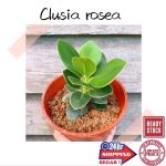 Gg Real Plant) Clusia Rosea ^ Pokok Hidup Hiasan Rumah Tumbuhan