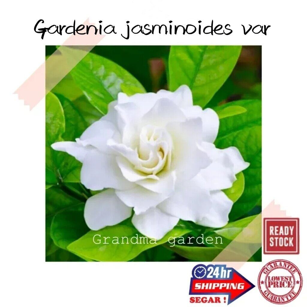 Gg Real Plant) Gardenia Jasminoides Var ^ Pokok Hidup Hiasan Rumah