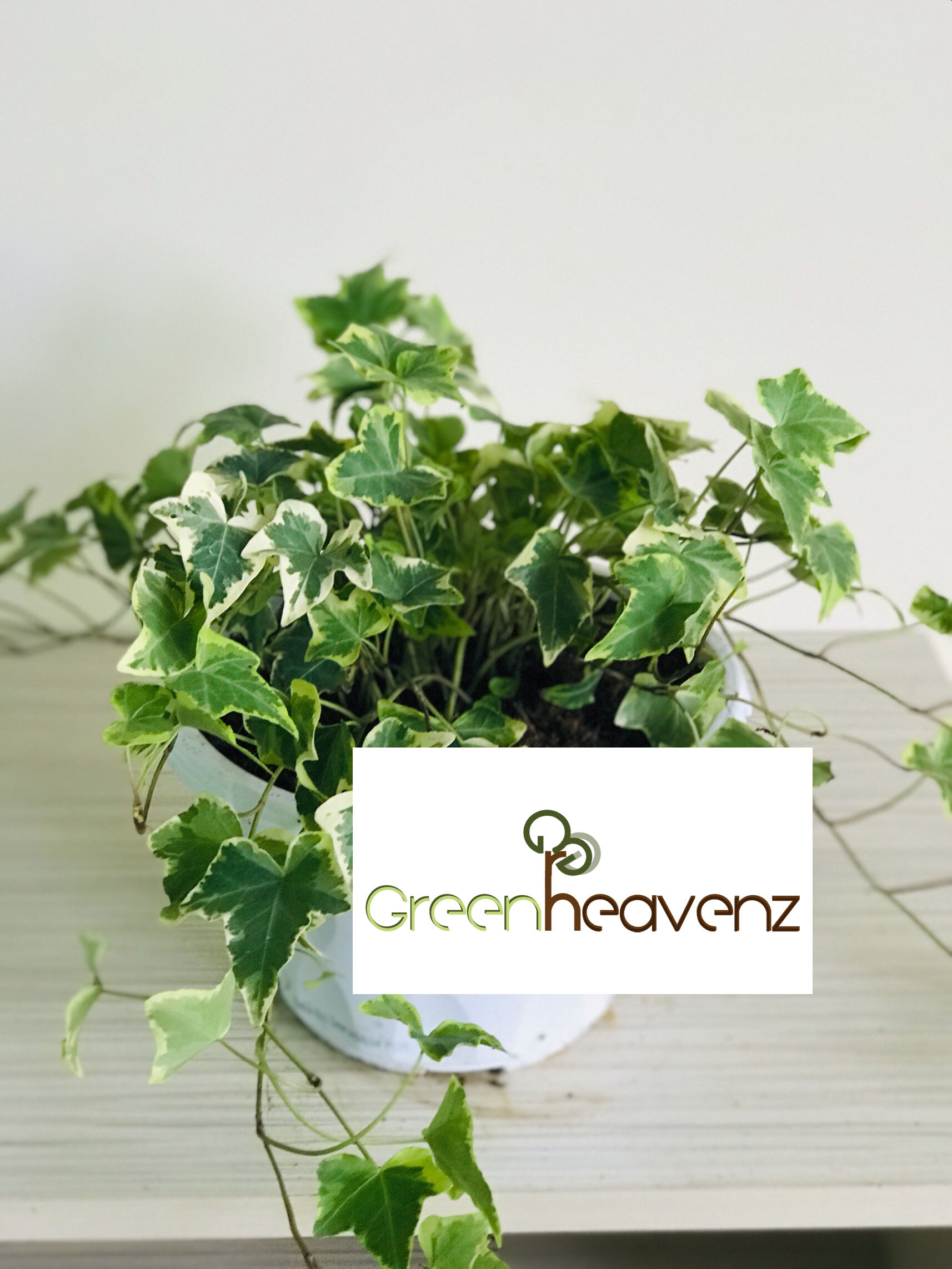 Ghz - English Ivy Plant Pokok Gantung Ivy 常春藤