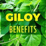 Giloy: The Magical Herbal Treatment And Benefits  Medical Darpan