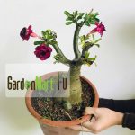 Gnc – Adenium Obesum Live Plant Bunga Kemboja Pokok Ong Feng Shui