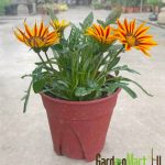Gnc – African Daisy Gazania Flower Live Plant Pokok Bunga Outdoor