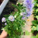 Gnc – Aster Blue Thailand Flower Live Plant Pokok Bunga Outdoor 蓝