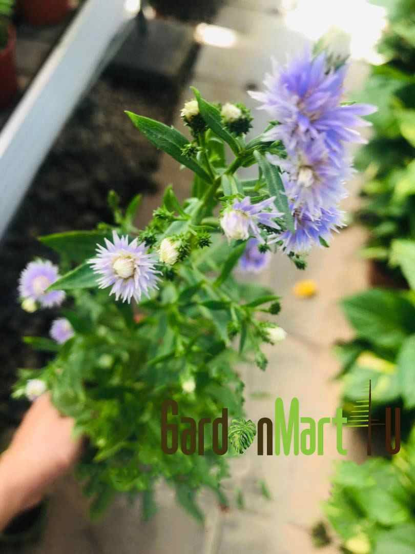 Gnc – Aster Blue Thailand Flower Live Plant Pokok Bunga Outdoor 蓝