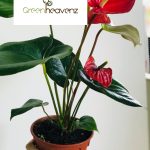 Gnc – Live Plant Anthurium Andraeanum Plant Flamingo Lily Pokok 火