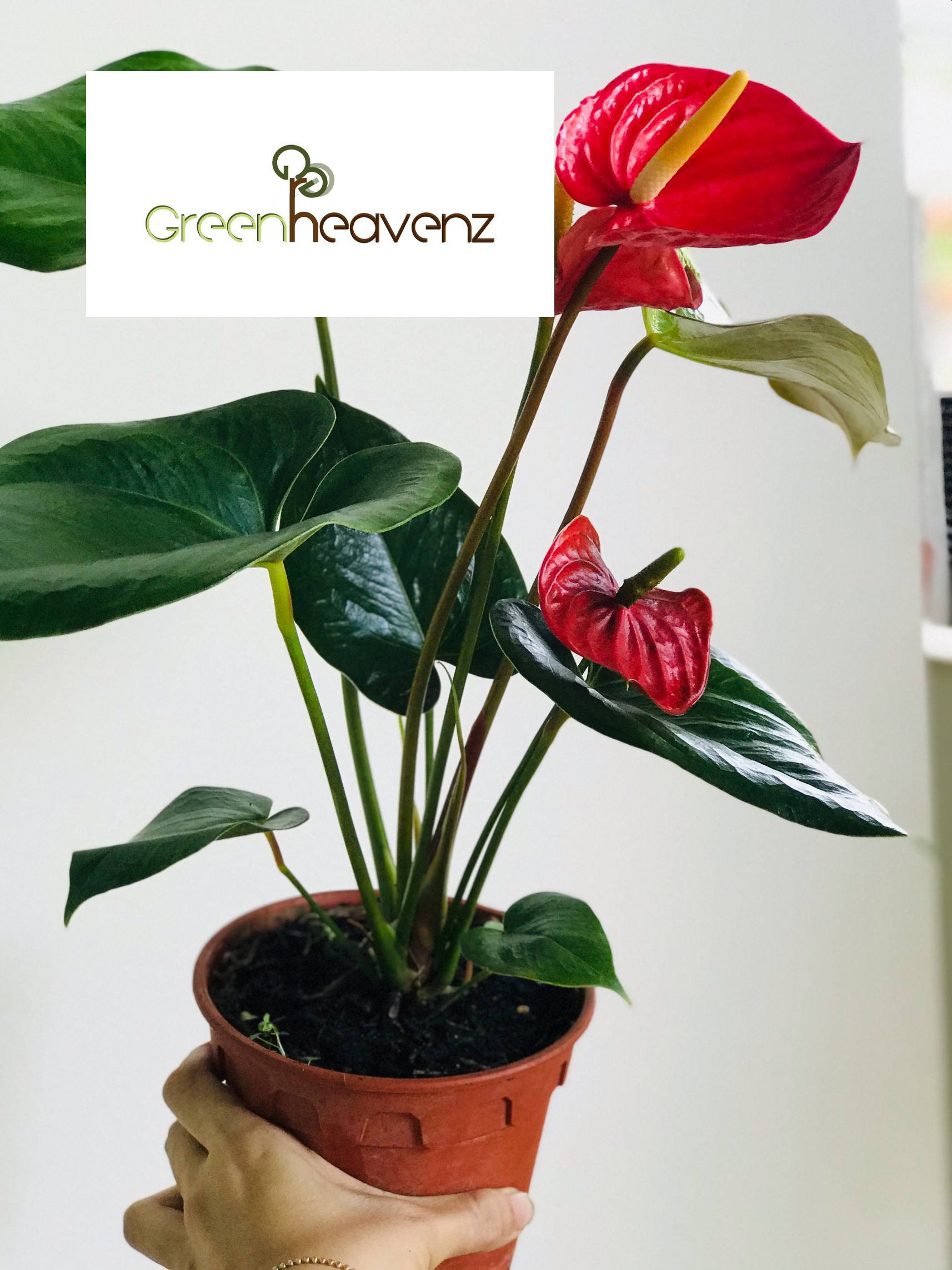 Gnc – Live Plant Anthurium Andraeanum Plant Flamingo Lily Pokok 火