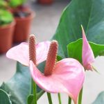 Gnc – Live Plant Anthurium Andraeanum Plant Flamingo Lily Pokok 火鹤花