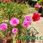 Gnc – Live Plant Japanese Rose Plant Pokok Portulaca Grandiflora