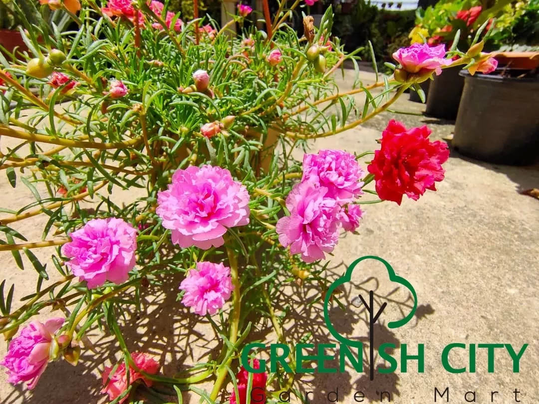 Gnc – Live Plant Japanese Rose Plant Pokok Portulaca Grandiflora
