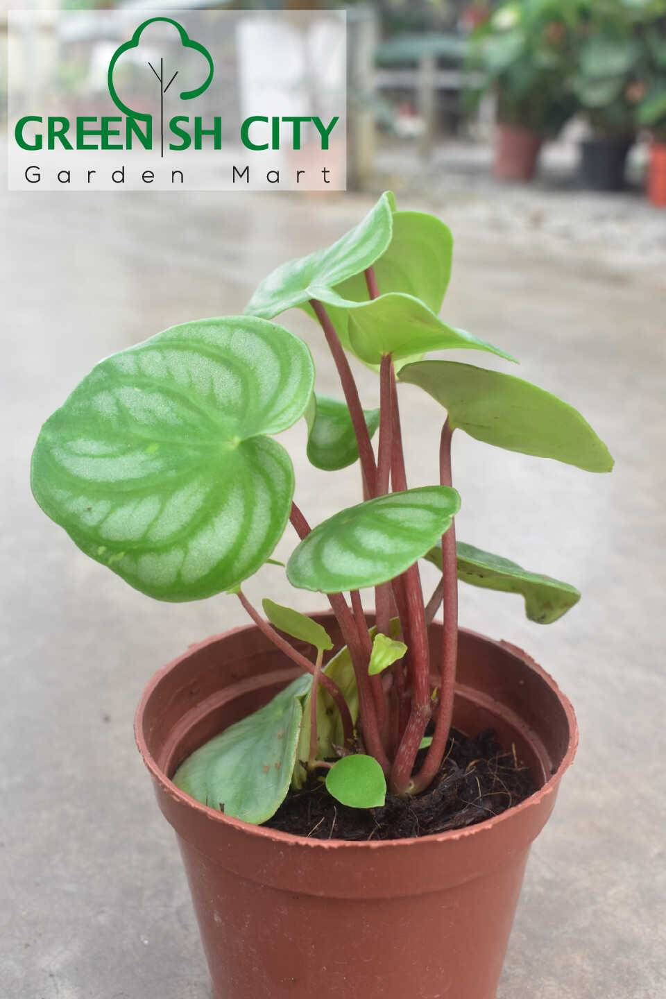 Gnc - Peperomia Argyreia Watermelon Leaf Live Plant 西瓜皮椒草