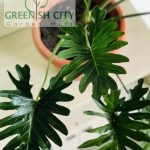 Gnc – Philodendron Selloum Indoor Live Plant Pokok Philodendron