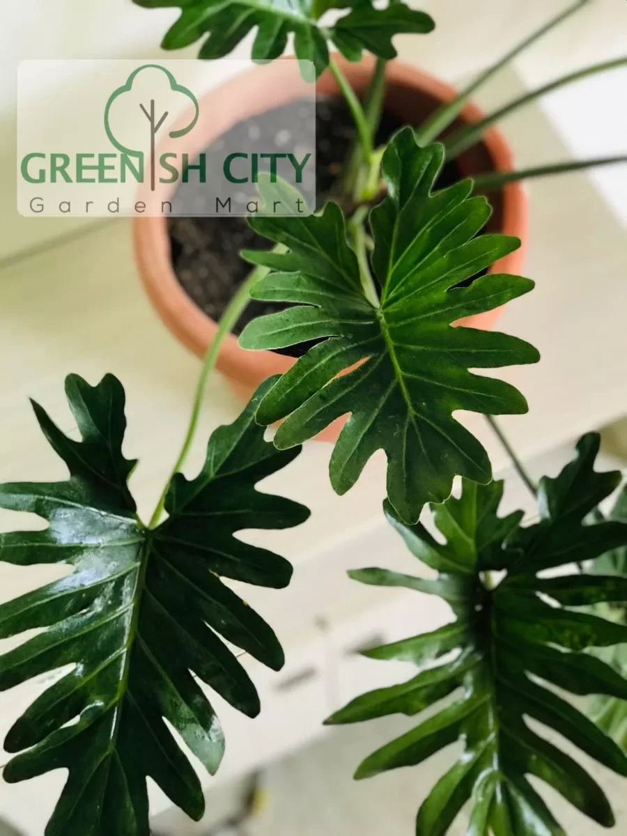 Gnc - Philodendron Selloum Indoor Live Plant Pokok Philodendron