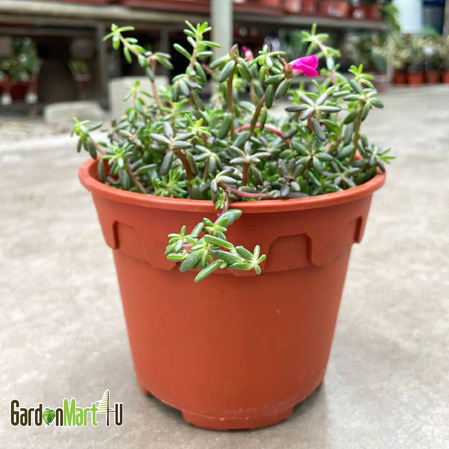 Gnc – Portulaca Gilliesii Succulent Flower Live Plant Pokok Sukulent Bunga  紫米多肉