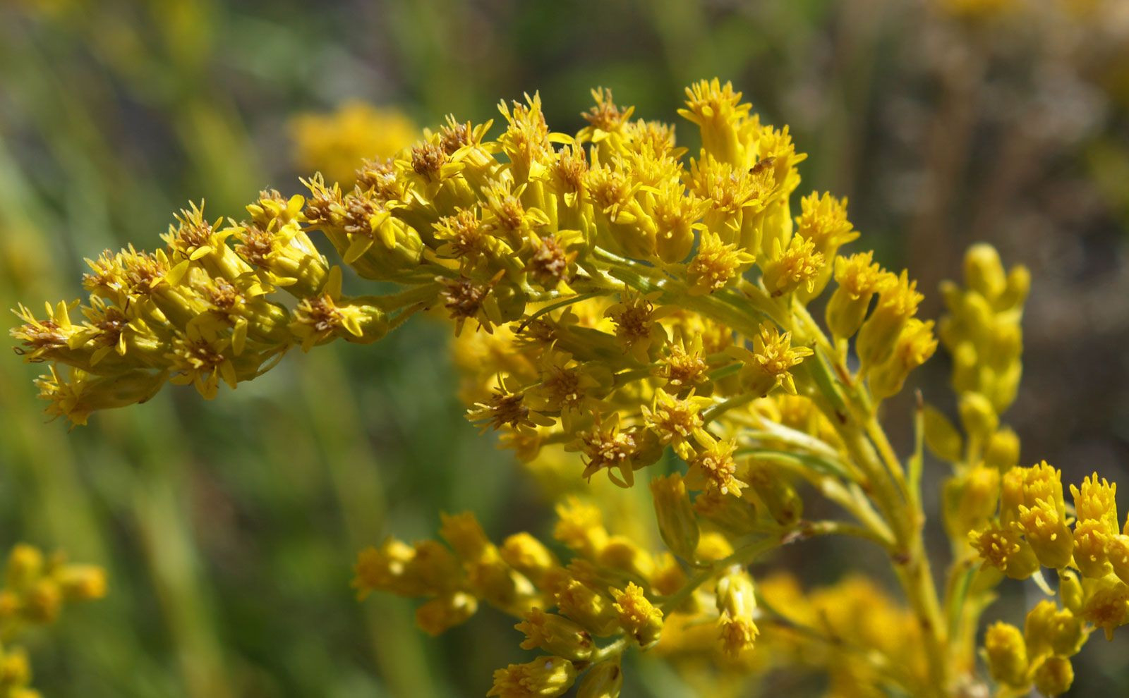 Goldenrod | Description, Species, Flowers, & Facts | Britannica