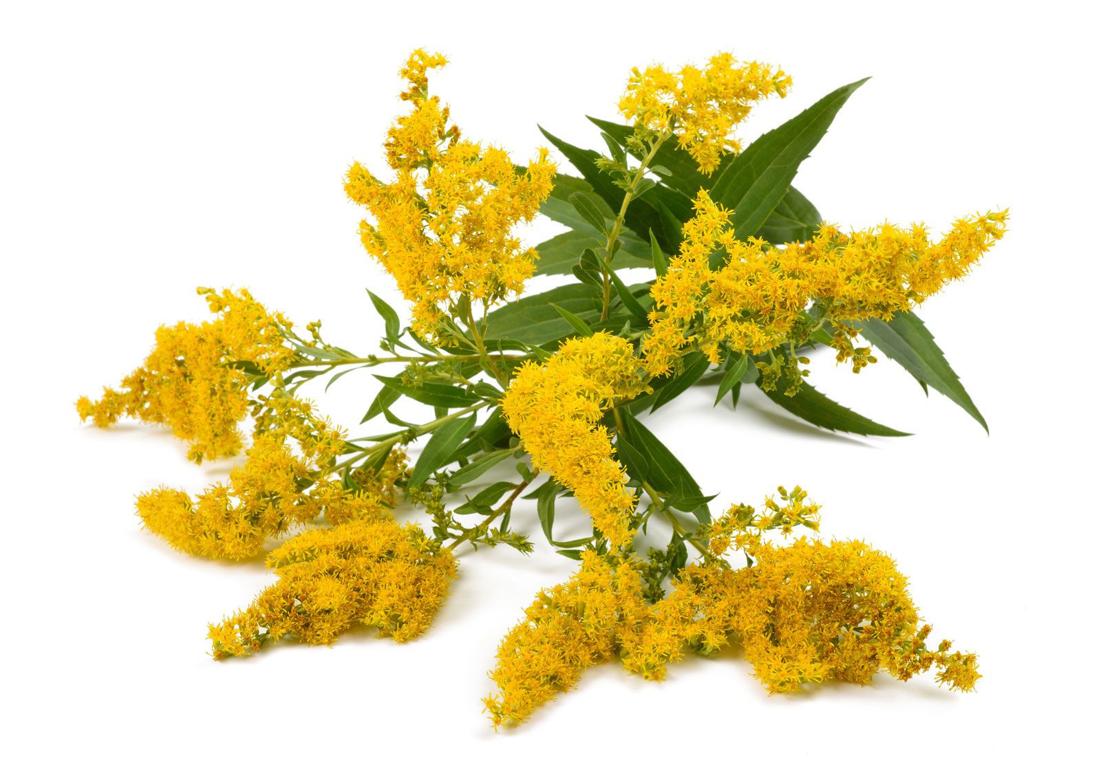 Goldenrod | Description, Species, Flowers, & Facts | Britannica