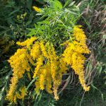 Goldenrod Kanada (Solidago Altissima) – Picturethis