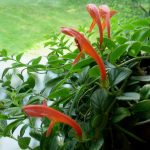 Goldfish Plant Care: Growing And Caring For Goldfish Plants