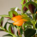 Goldfish Plant Care: How To Grow Goldfish Plants – 2022 – Masterclass