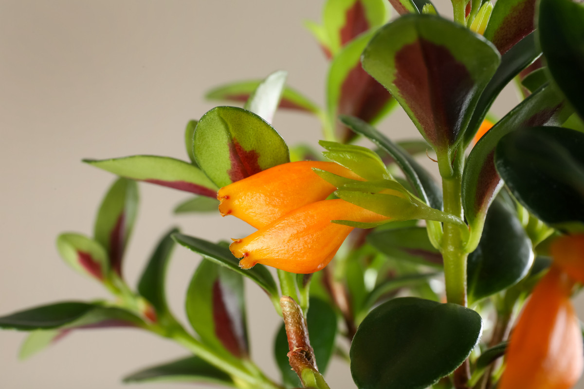 Goldfish Plant Care: How To Grow Goldfish Plants – 2022 – Masterclass