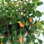 Goldfish Plant – How To Grow Care Guide – Columnea Nematanthus