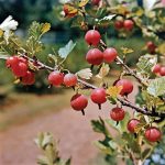 Gooseberry | Description, Fruit, Uses, Species, & Facts | Britannica