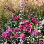 Great Companion Plants For A Cottage Garden: Astrantia – Susan Rushton