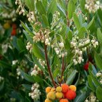 Great Plant Pick: Arbutus Unedo Aka Strawberry Tree | Heraldnet