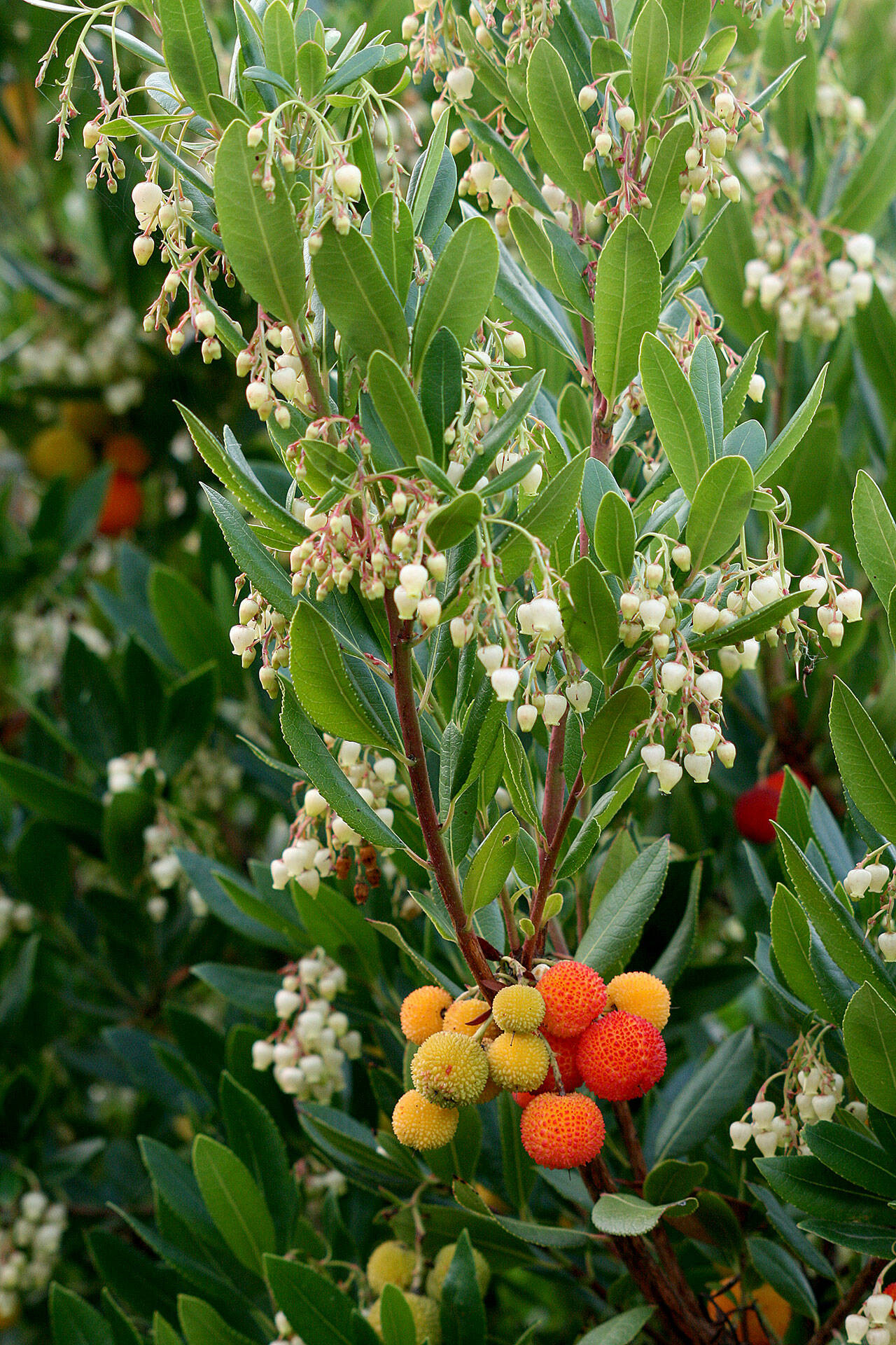 Great Plant Pick: Arbutus Unedo Aka Strawberry Tree | Heraldnet